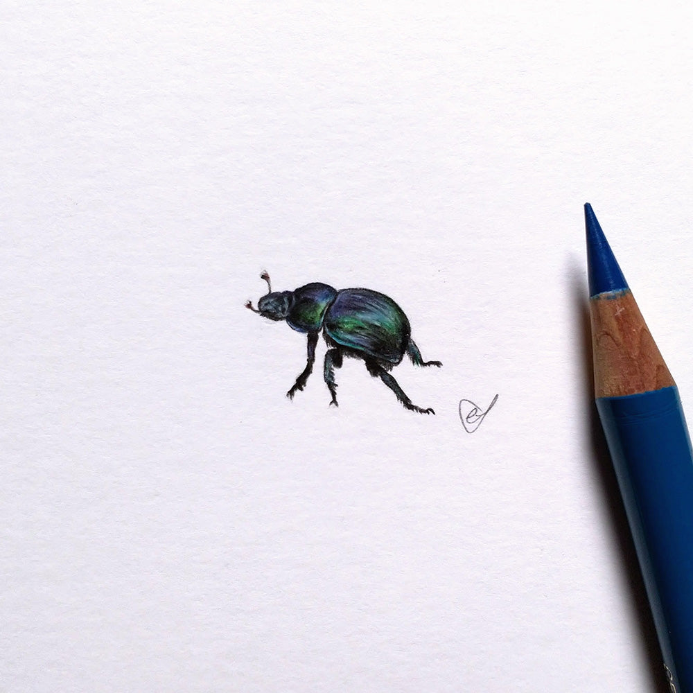 Dung beetle