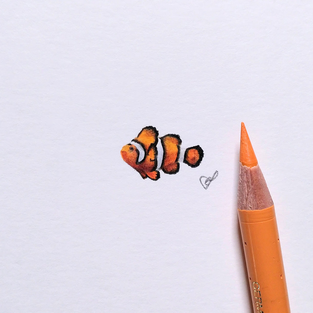 Common clownfish