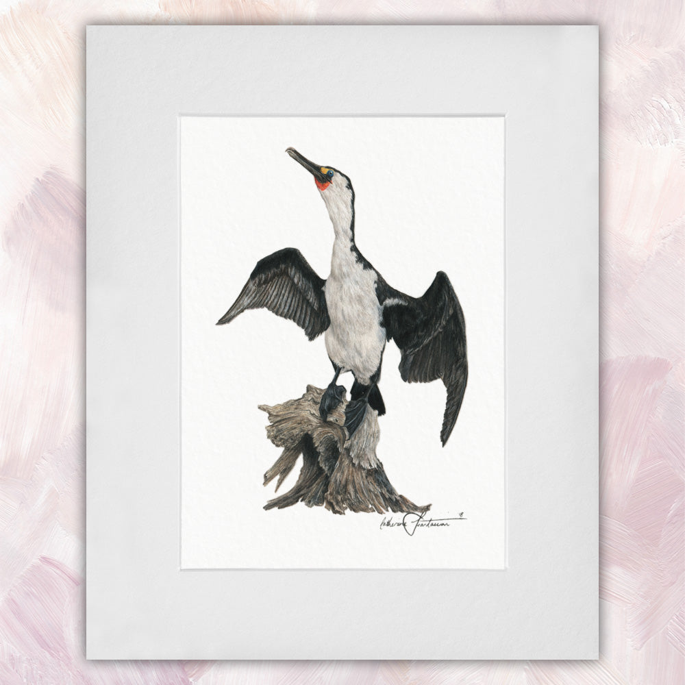 Australian Pied Cormorant Original