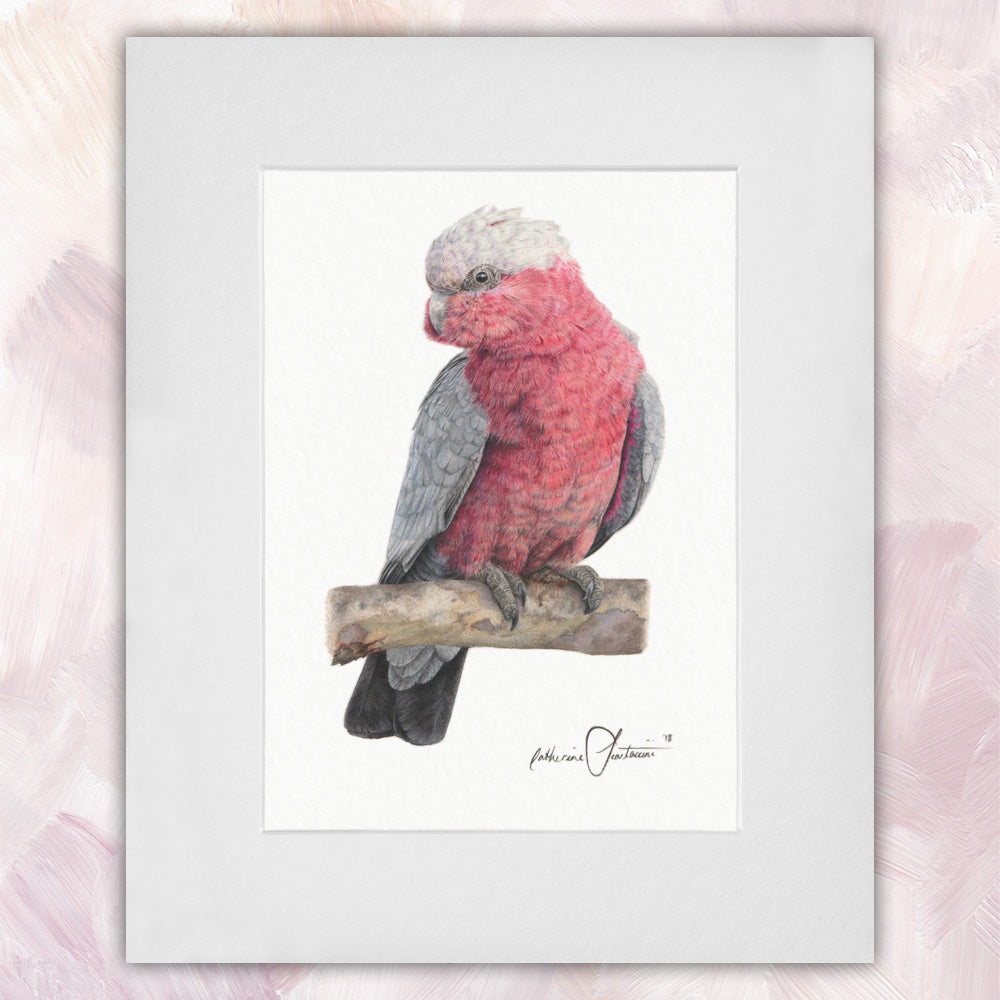 Galah