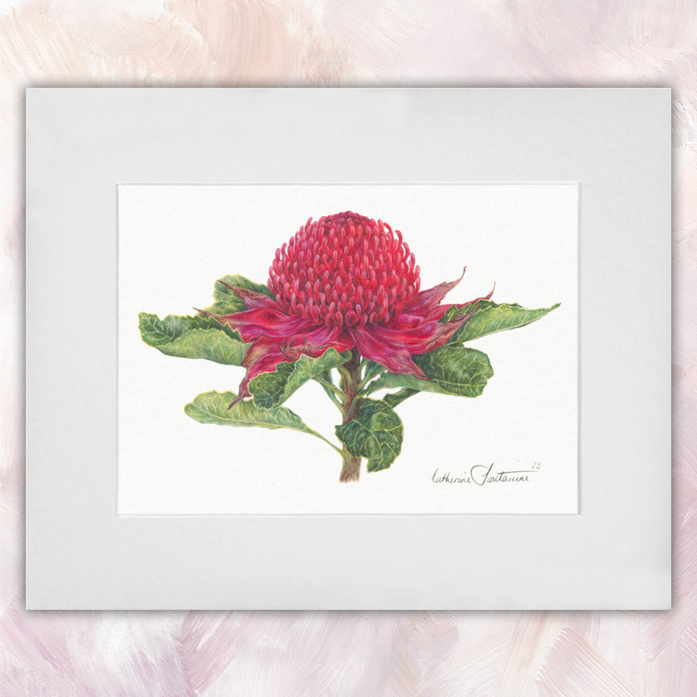 New South Wales Waratah Original