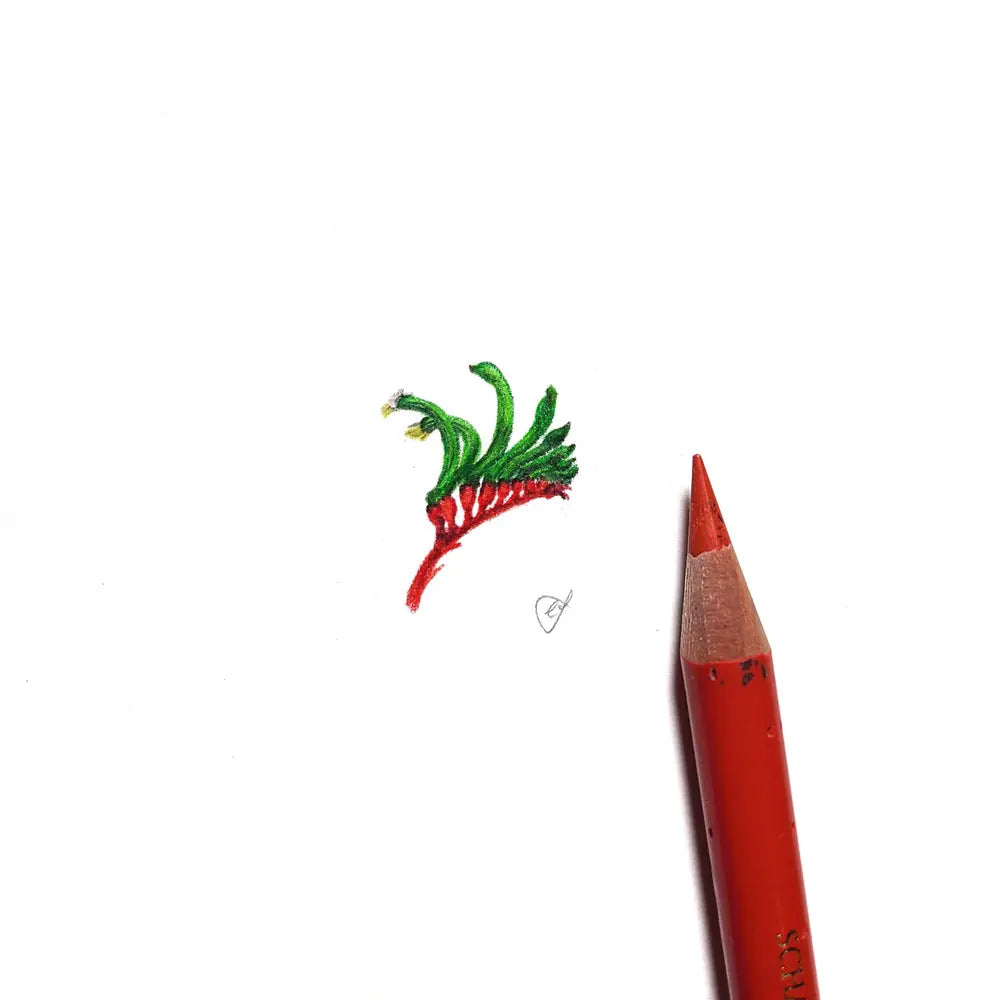 Kangaroo paw miniature #2258