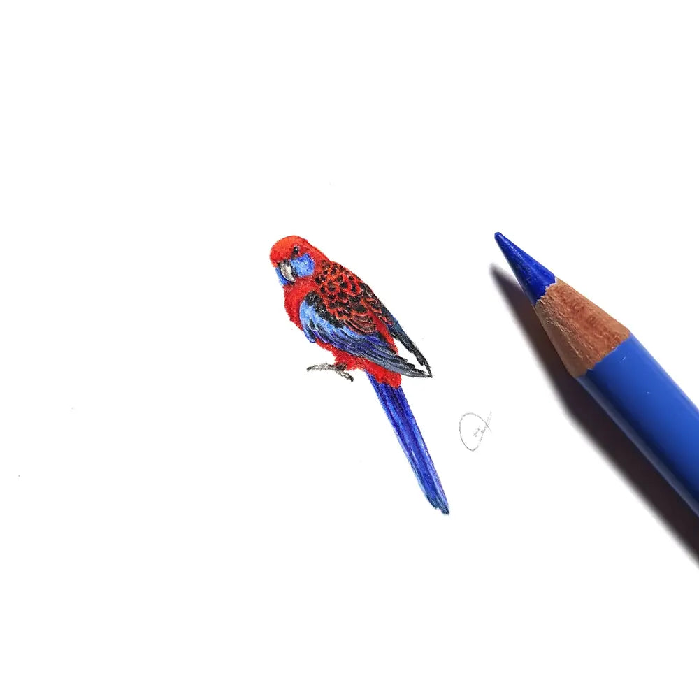 Crimson rosella miniature #2314