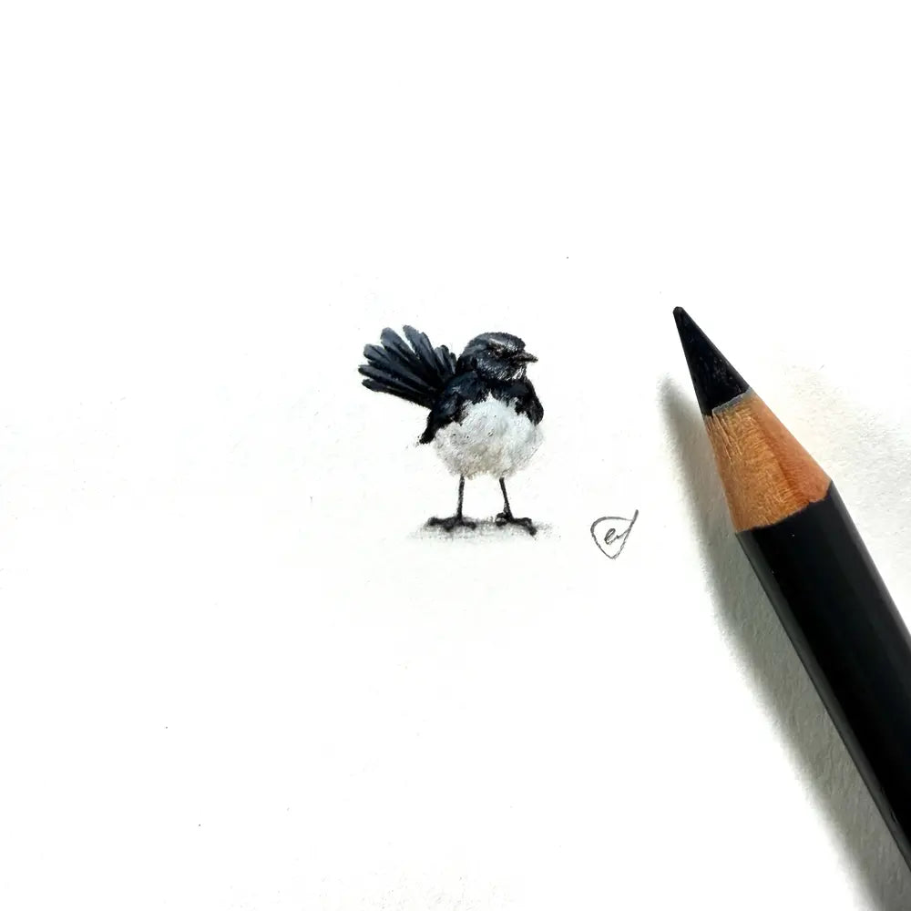 Willie wagtail miniature #2388