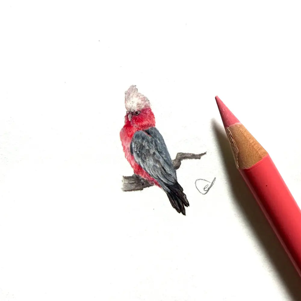Galah miniature #2453