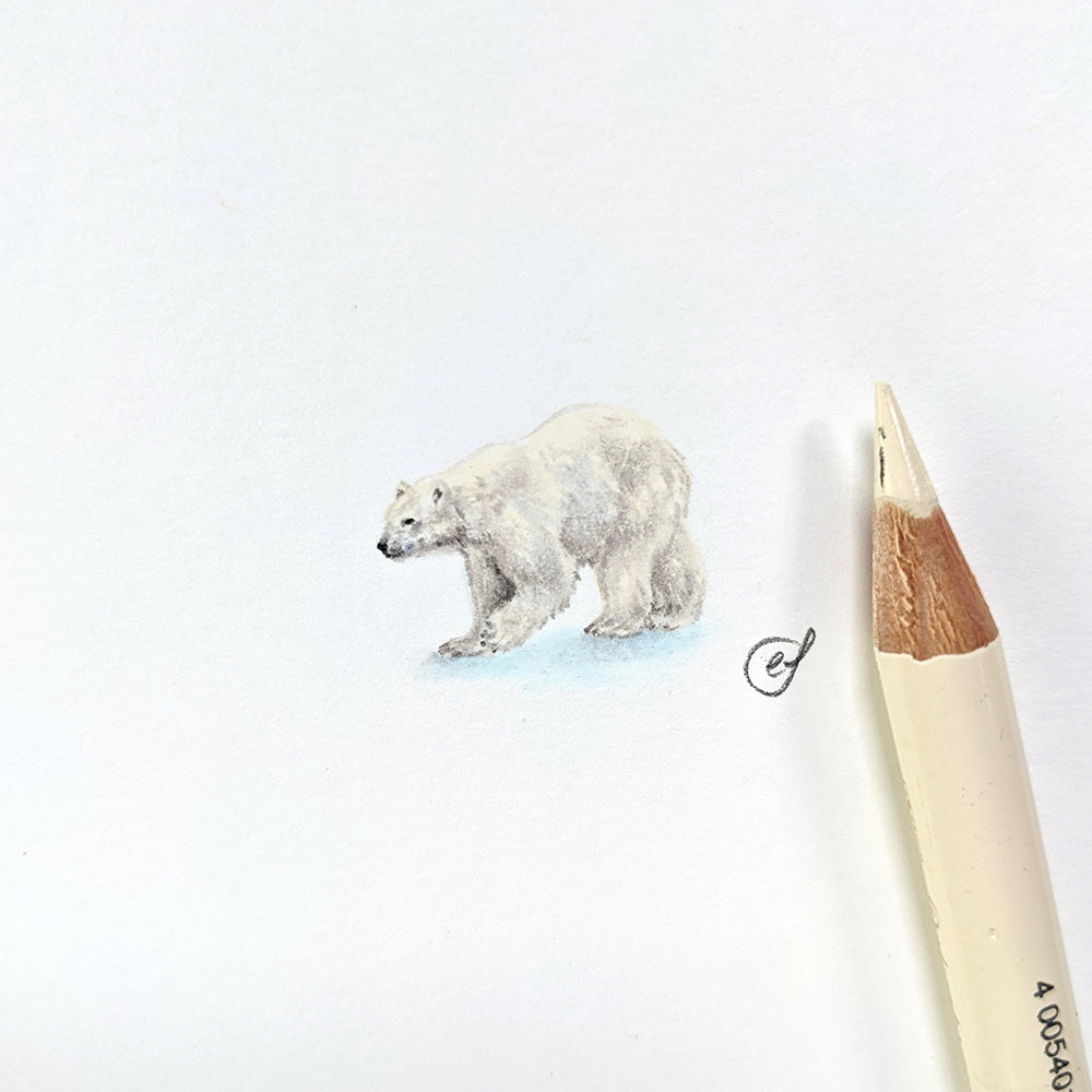 Polar bear