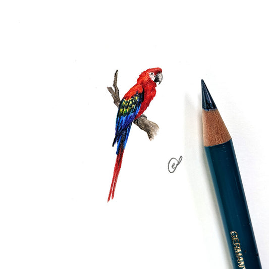 Macaw