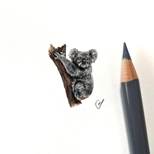 Koala