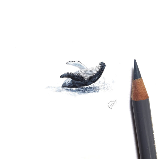 Humpback whale