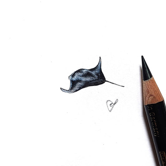 Manta ray