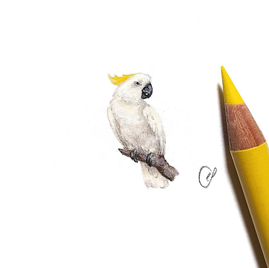 Sulphur crested cockatoo