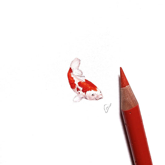 Koi