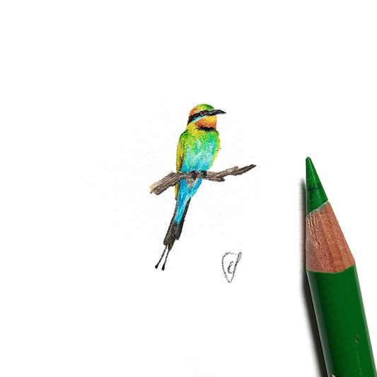 Rainbow bee eater