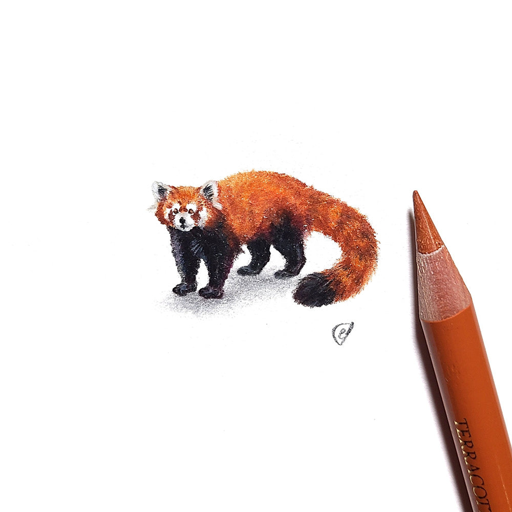 Red panda