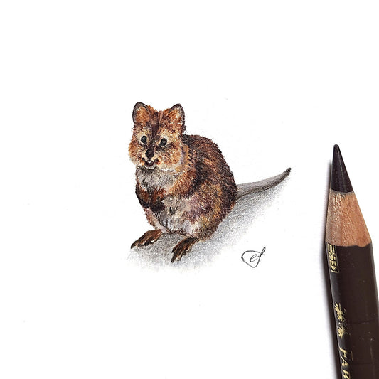 Quokka