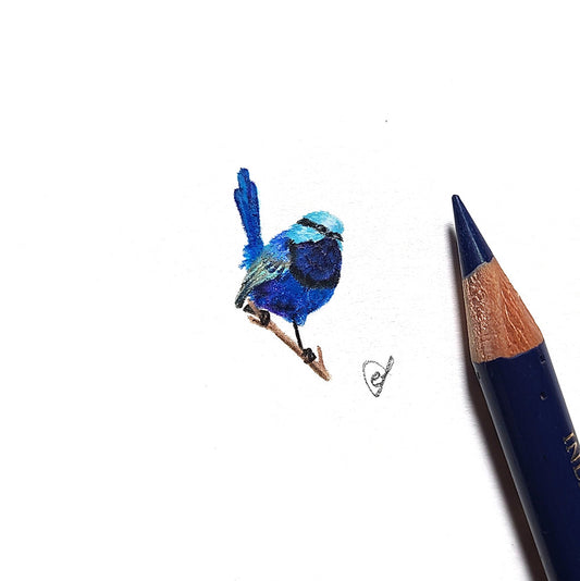 Splendid Fairywren (Male)