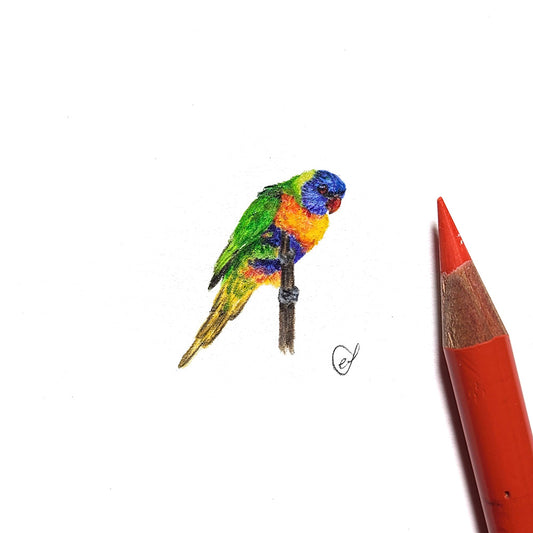 Rainbow lorikeet