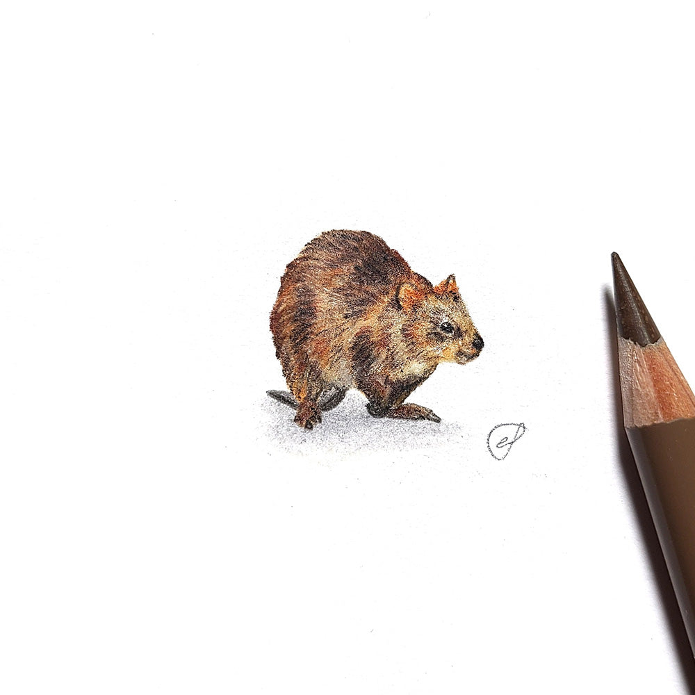 Quokka