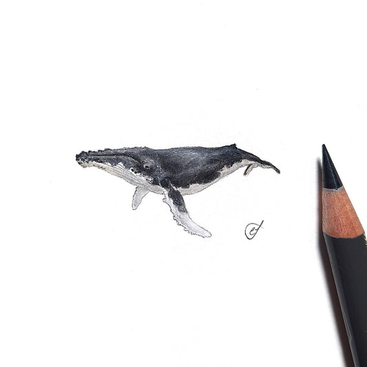 Humpback whale