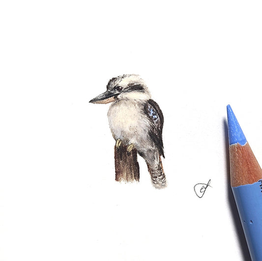 Laughing kookaburra