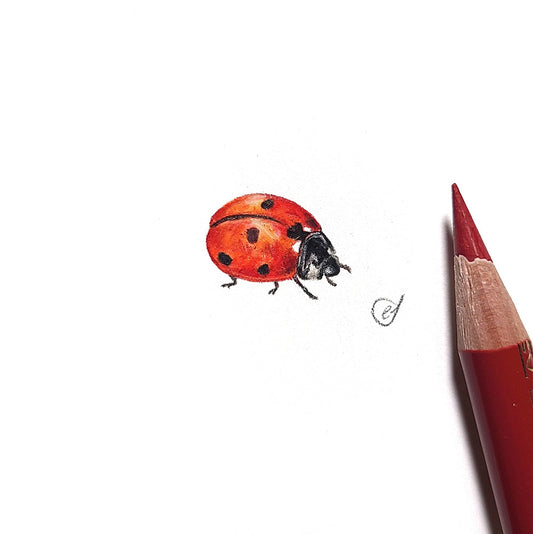 Ladybird