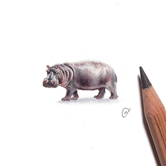 Hippopotamus