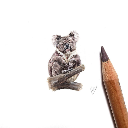 Koala