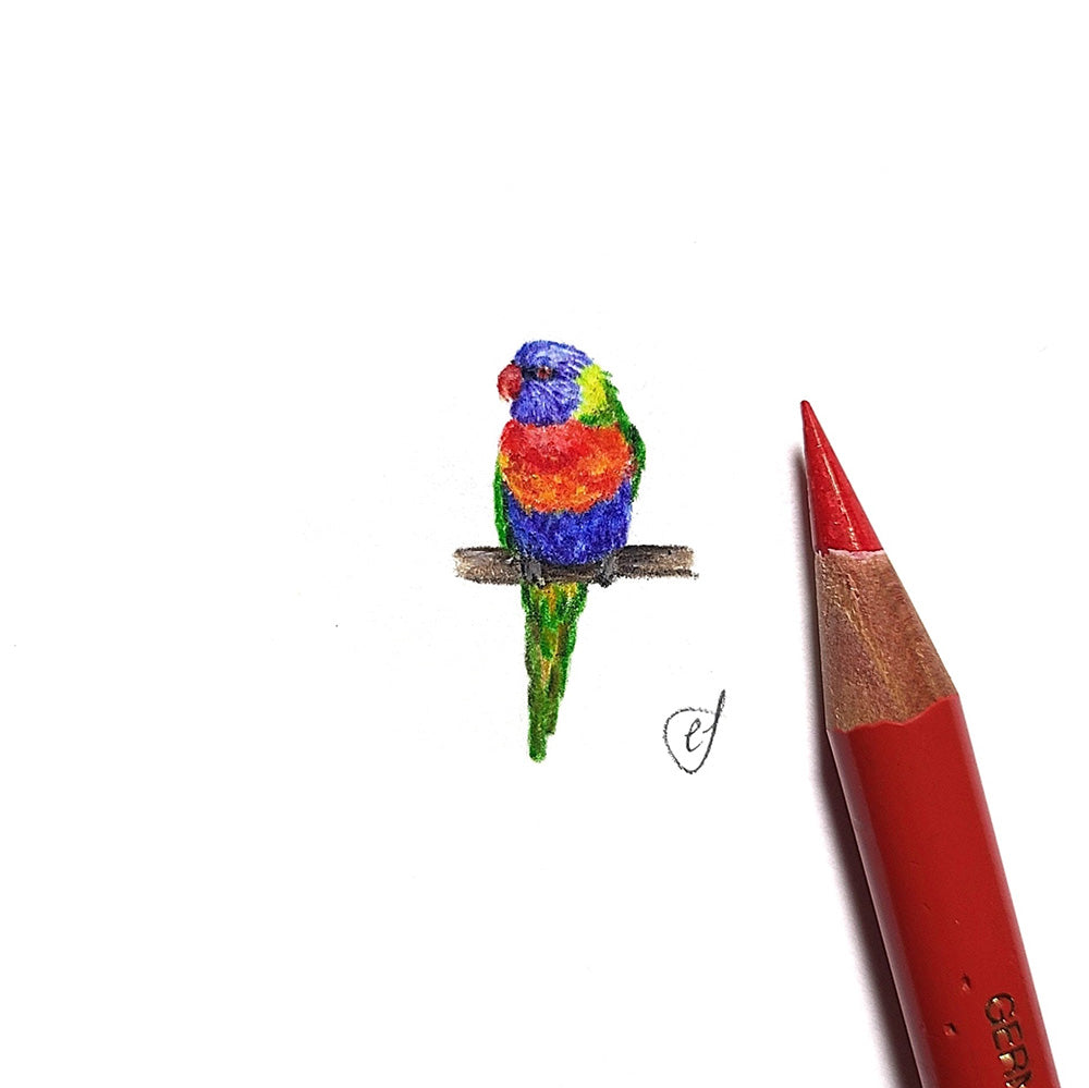 Rainbow lorikeet