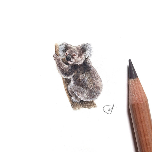 Koala