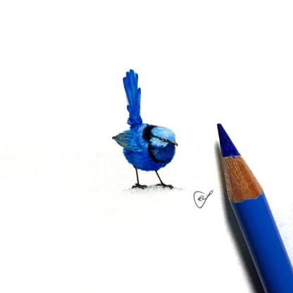 Splendid fairywren (Male) miniature #2440