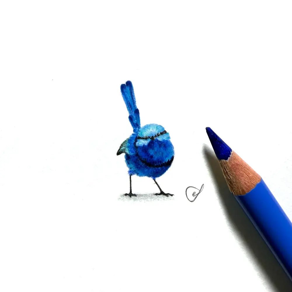 Splendid fairywren (Male) miniature #2462