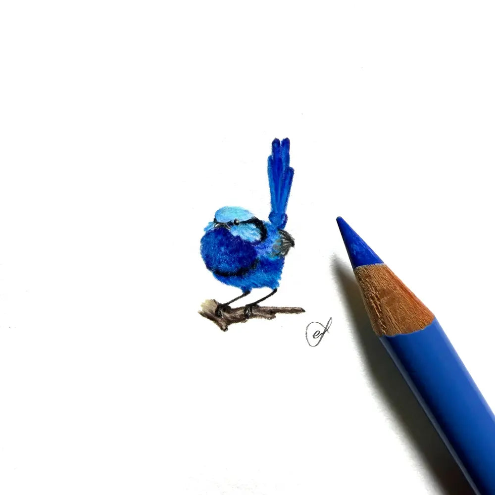 Splendid fairywren (Male) miniature #2472