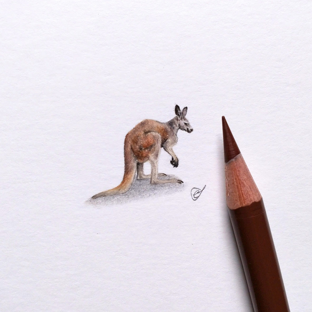 Red kangaroo