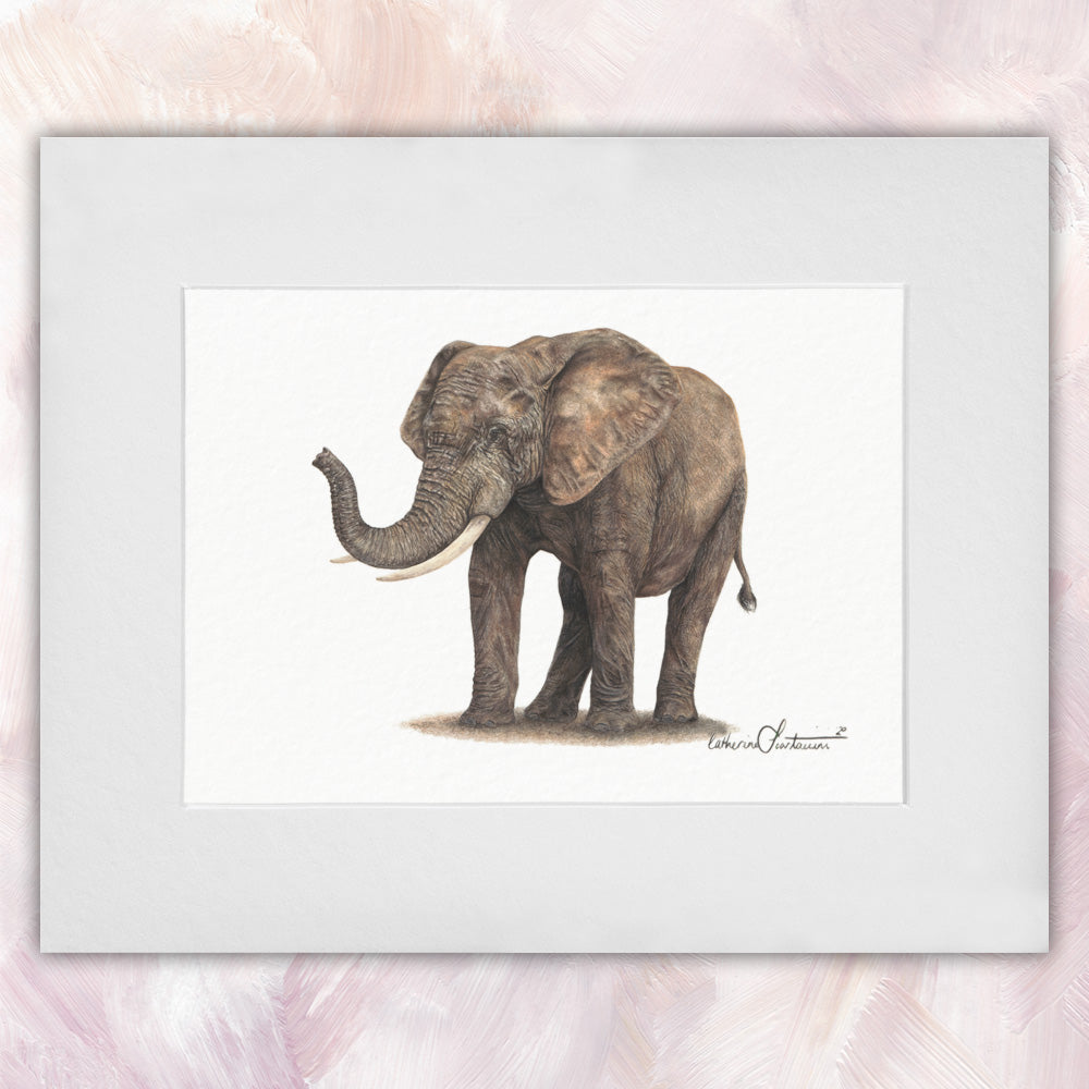 African Elephant