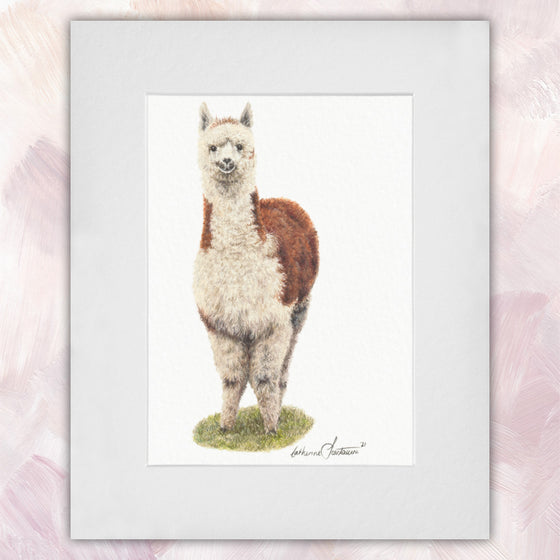 Alpaca