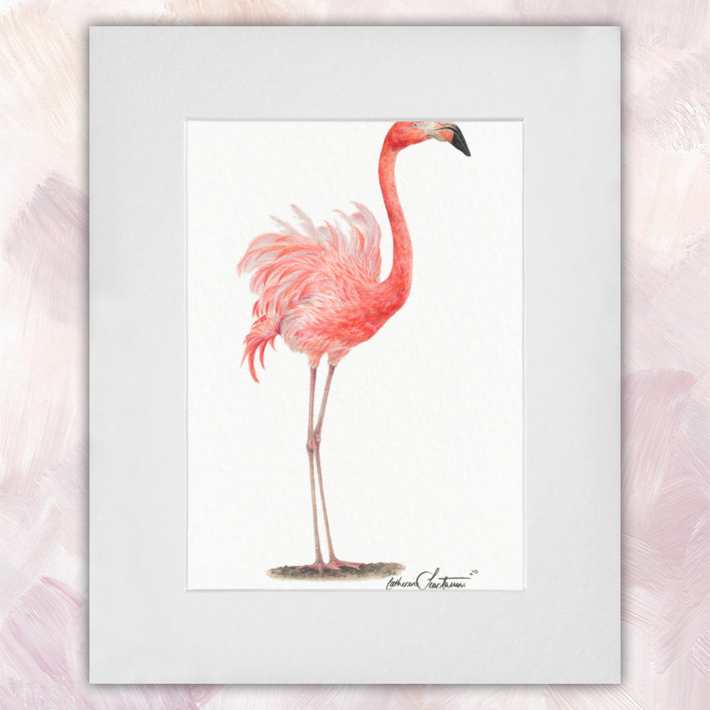 American Flamingo