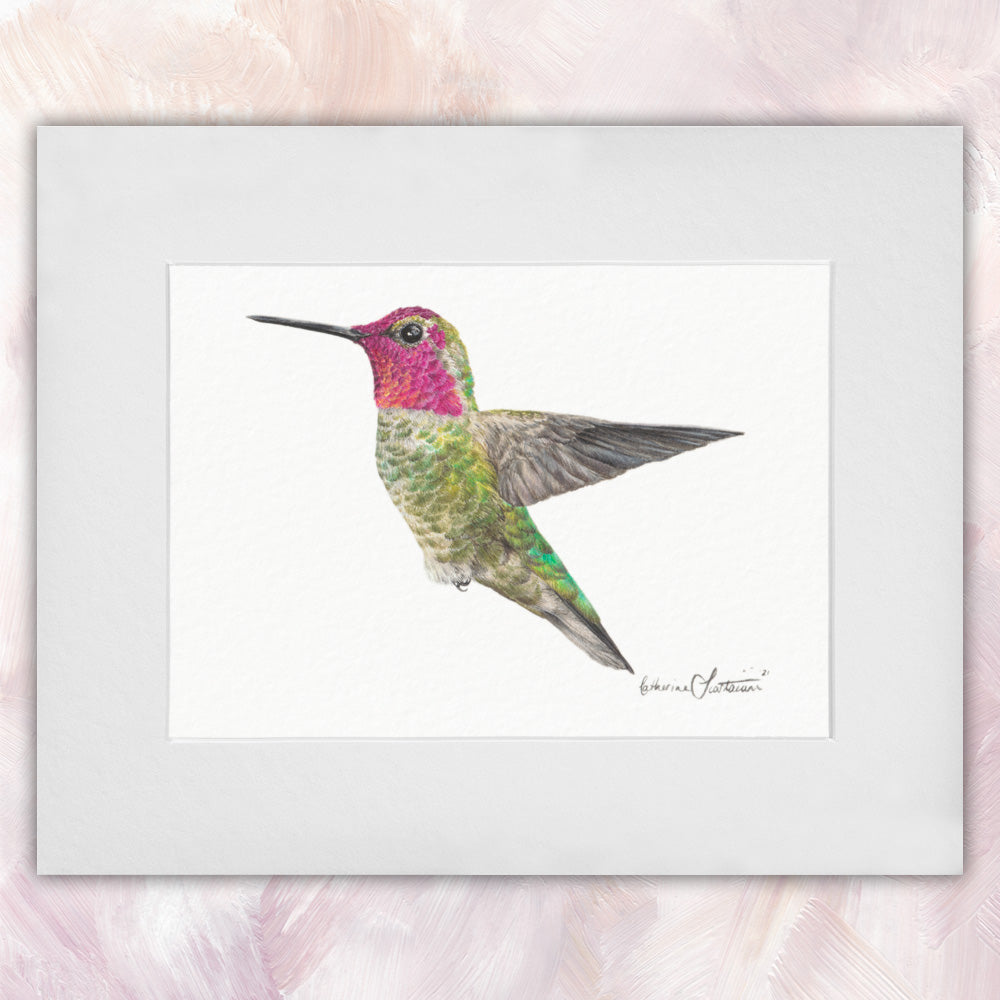 Anna's Hummingbird