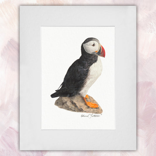 Atlantic Puffin