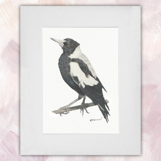 Australian Magpie