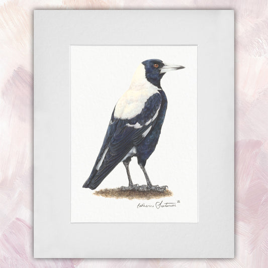 Australian Magpie