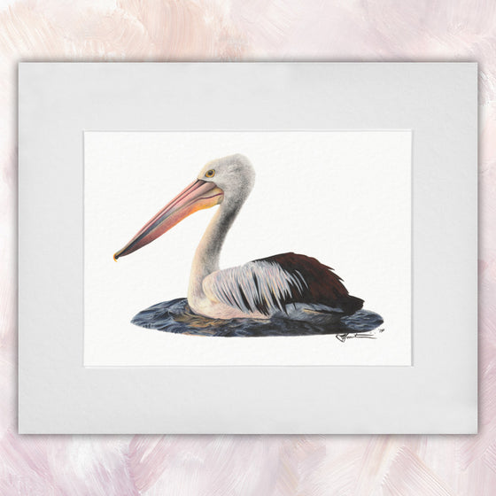 Australian Pelican