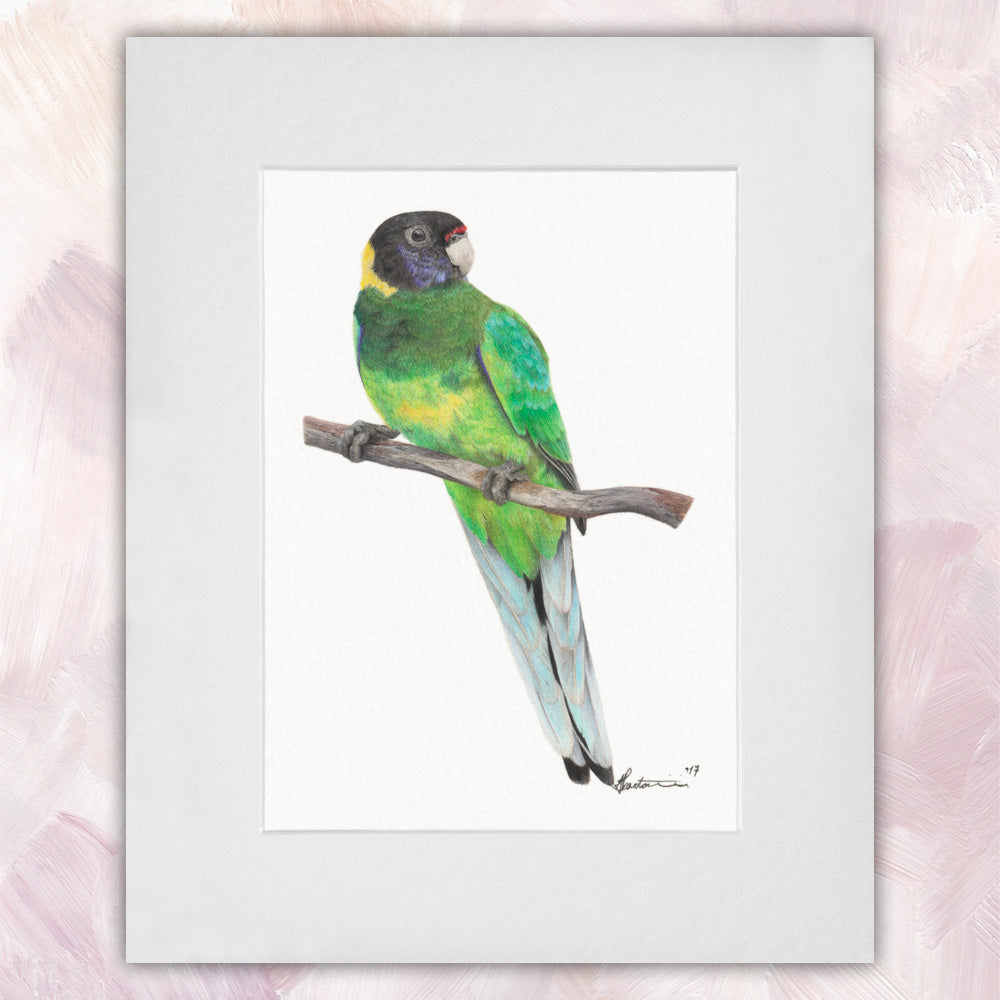 Australian Ringneck Parrot