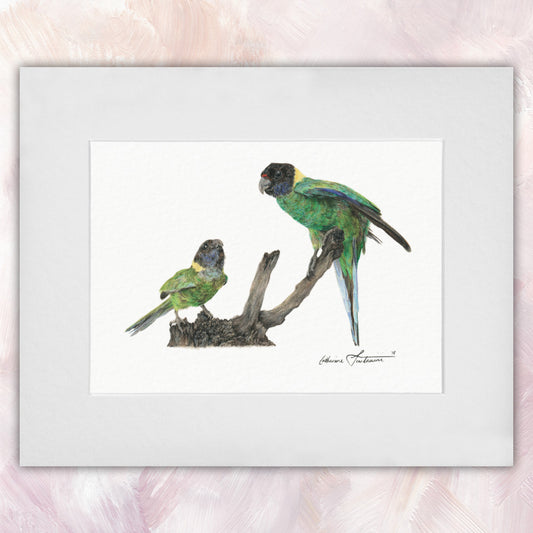 Australian Ringneck Parrot Pair