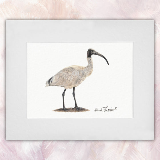 Australian White Ibis