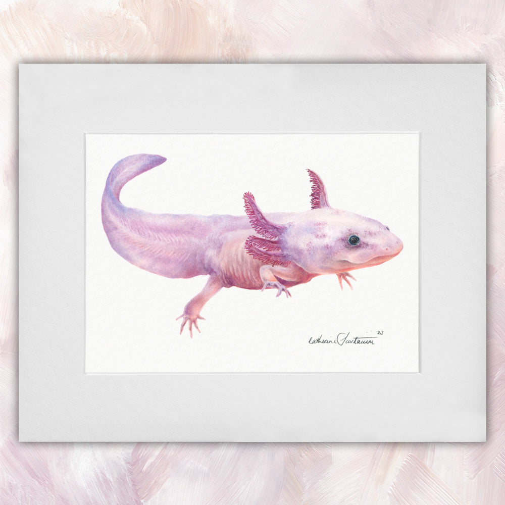 Axolotl