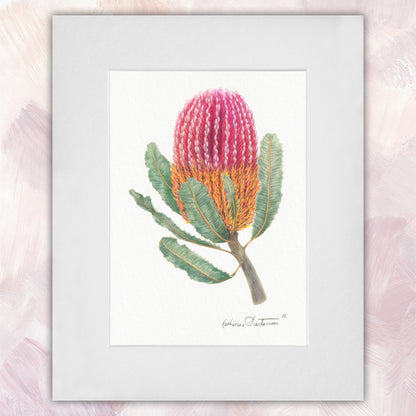 Banksia Original