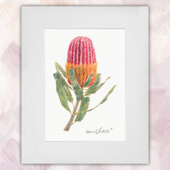 Banksia