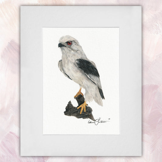 Black-Shouldered Kite