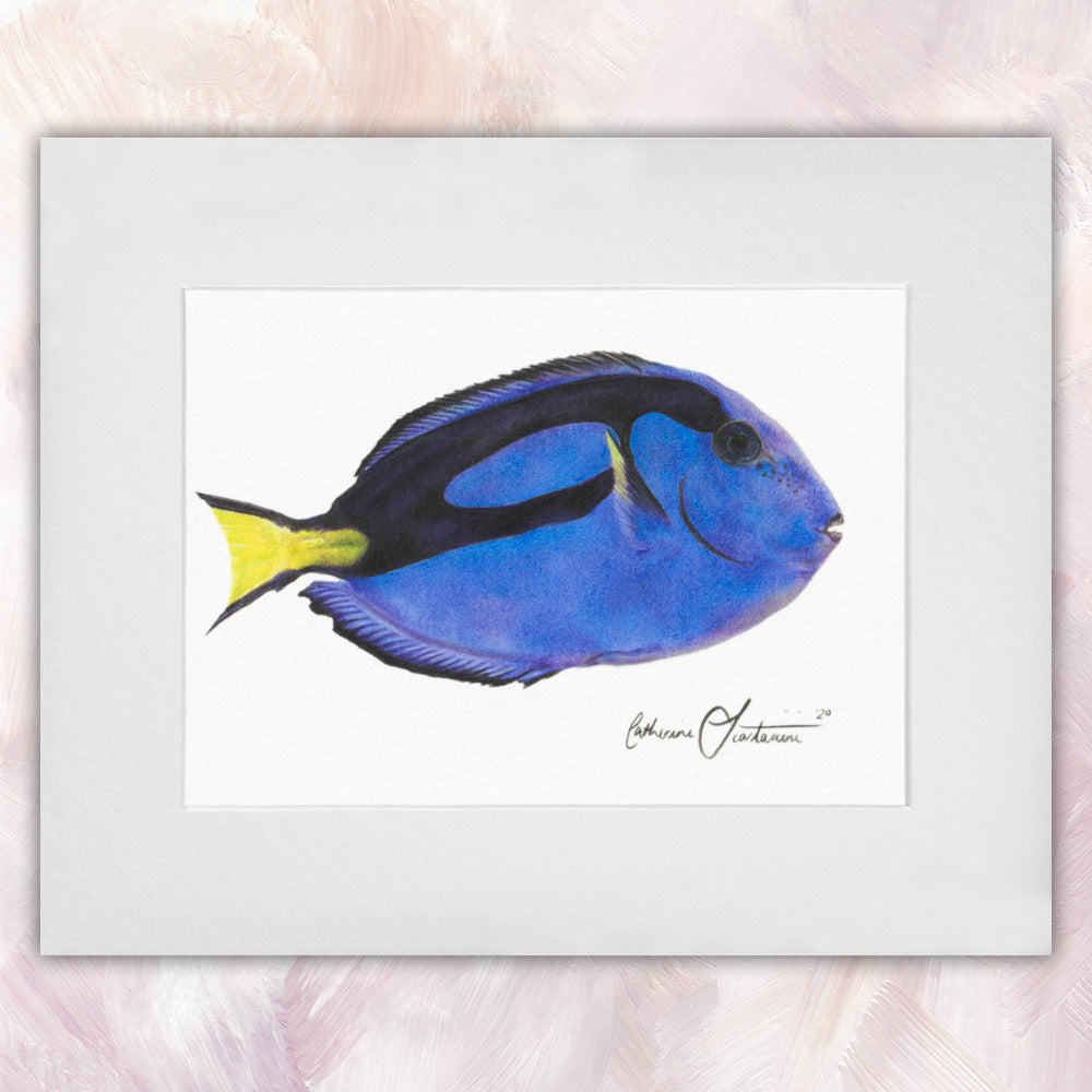 Blue Tang