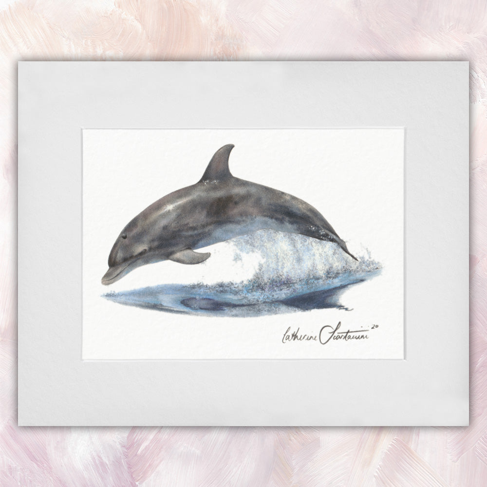 Bottlenose Dolphin